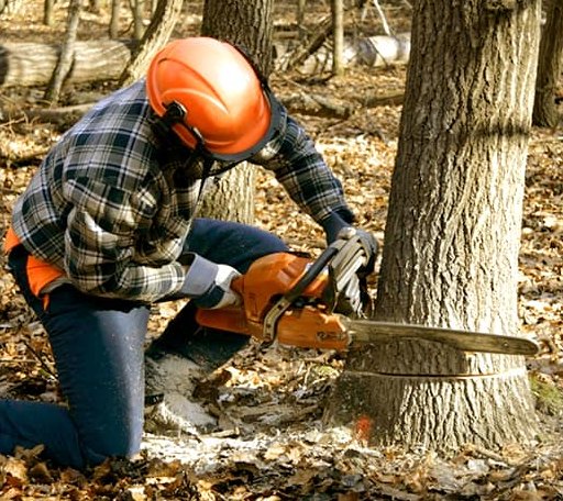 Tree Removal in Groveland, CA